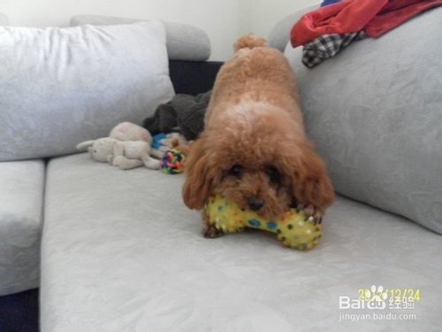 狗狗喜欢乱咬东西怎么办