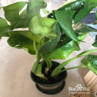 龟背竹盆栽黄叶怎么办