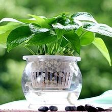 绿萝盆栽 水培绿萝 新房除味