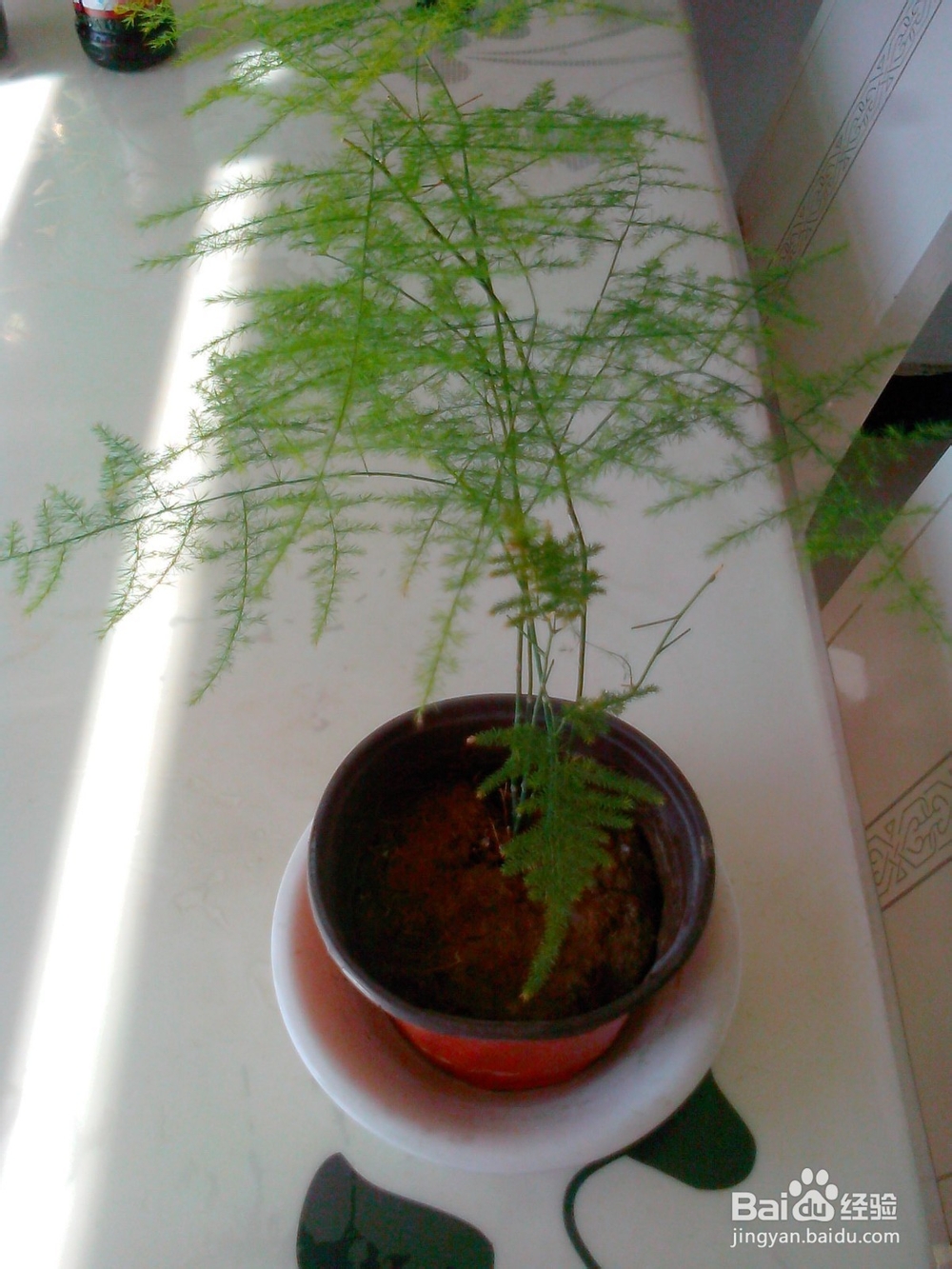 如何养好文竹