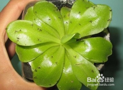 家里有小黑飞虫怎么清除