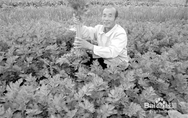 利用植物套种来防虫