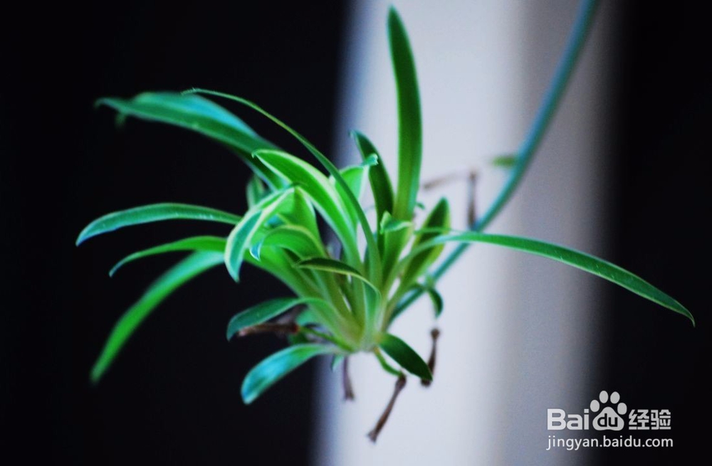 家有吊篮怎么养的好，吊兰的养殖技巧。