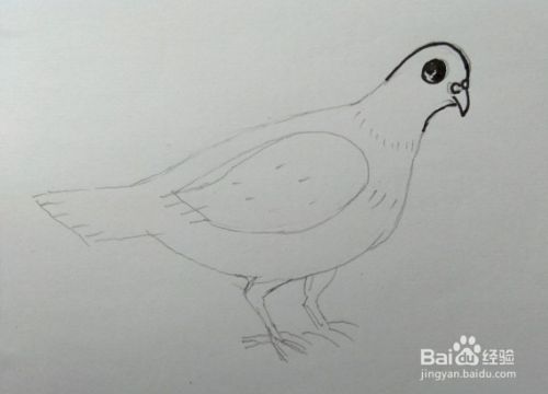 鸽子画法教程。怎么画鸽子？画鸽子的方法、步骤
