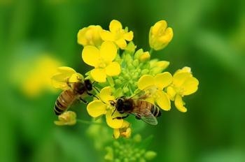 你知道吗蜂蜜功效含180余种营养