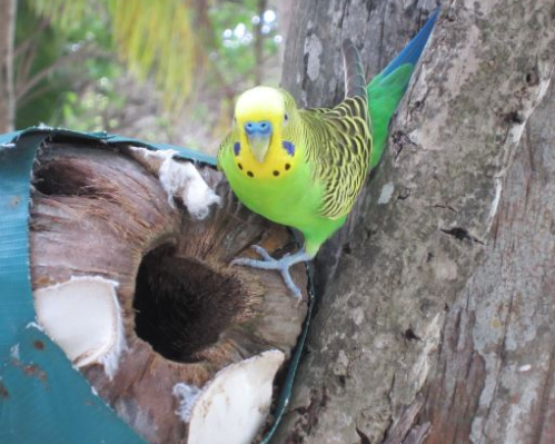 鹦鹉为什么不进窝里