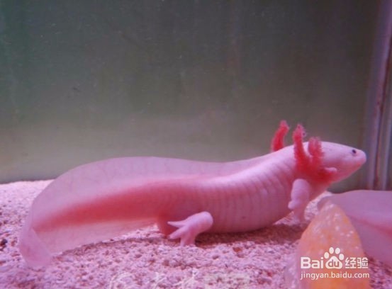 恐龙鱼应该如何饲养