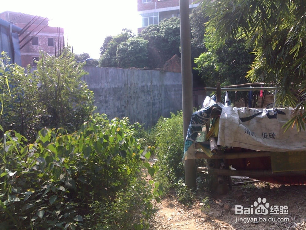 广州火凤线攻略