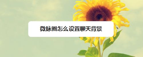 微脉圈怎么设置聊天背景