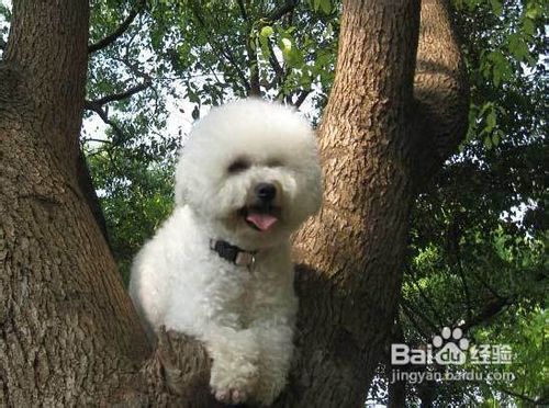 比熊犬性格怎么样