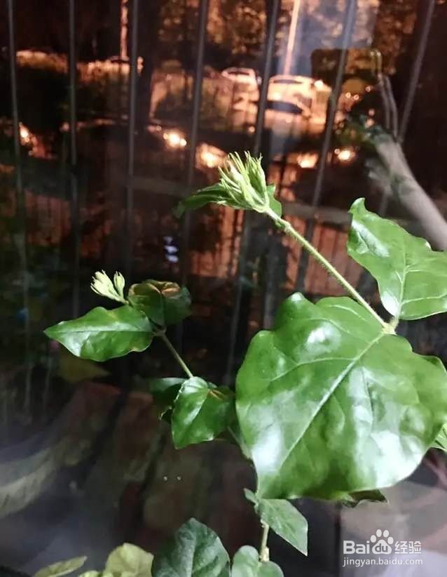 茉莉花养护技巧，叶子茂盛开花多，芳香四溢