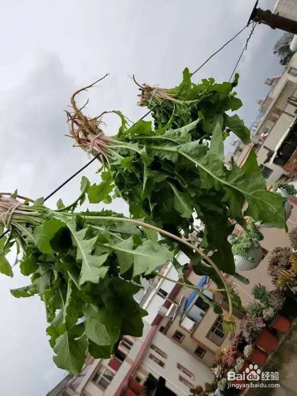 “长寿菜”别出门挖了，阳台种一点，够吃大半年