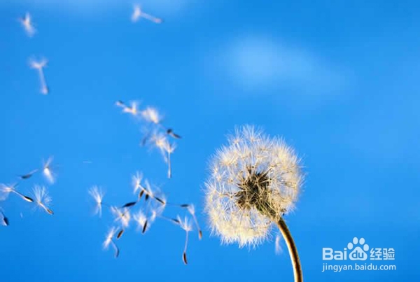 怎么预防花粉过敏？花粉过敏怎么办？防过敏偏方