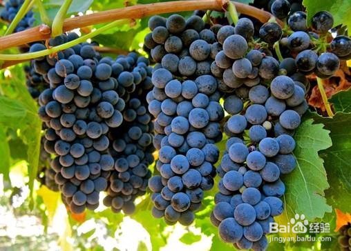 四种葡萄酒品种的特点