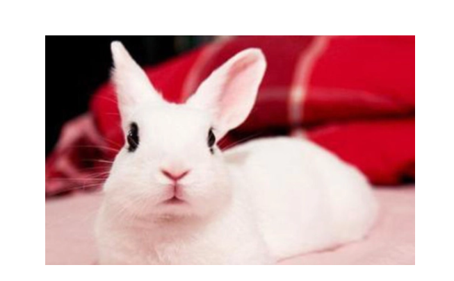 海棠兔变成大肉兔了怎么办