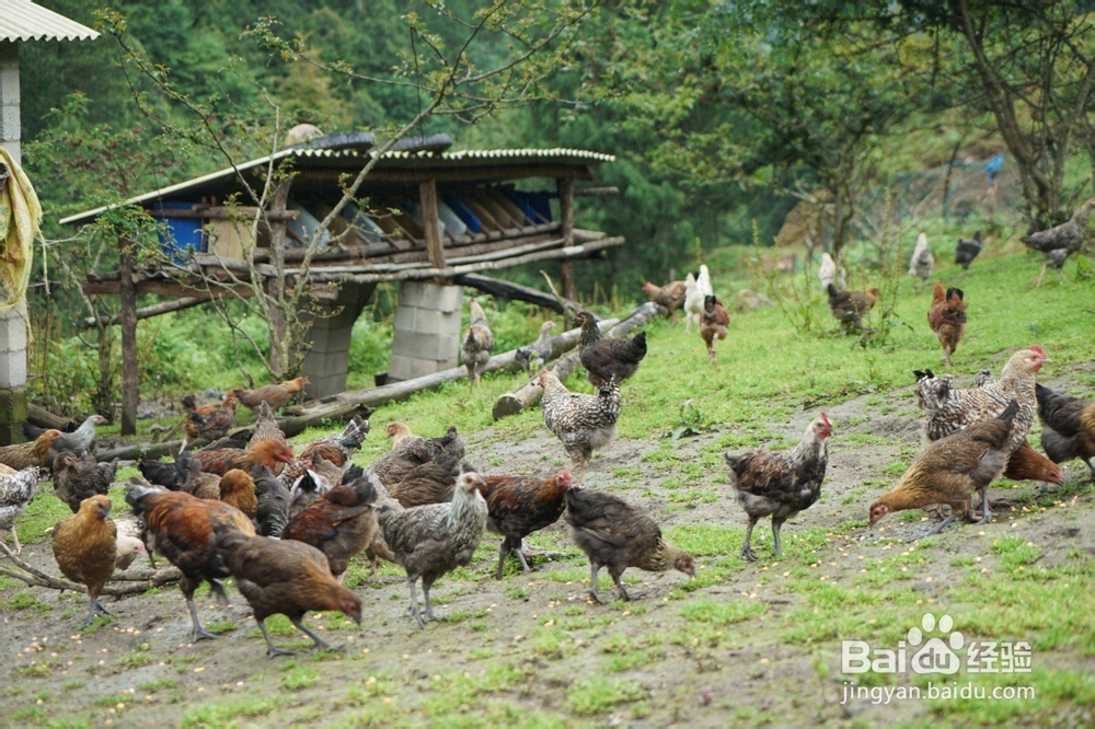 活性生长激素对动物生长的作用