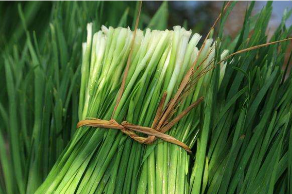 冬天韭菜适宜生长的温度是多少