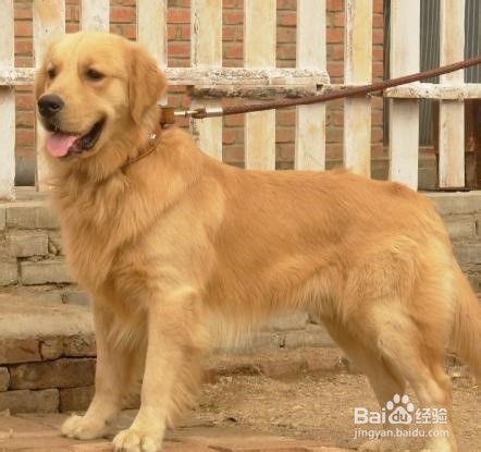 狗狗,我的世界不能没有你