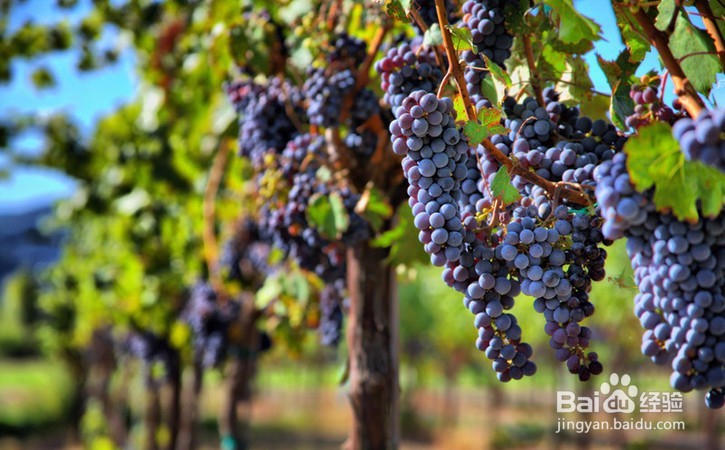 不同年龄段的女人喝什么葡萄酒