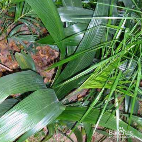 仙茅的养殖方法和注意事项