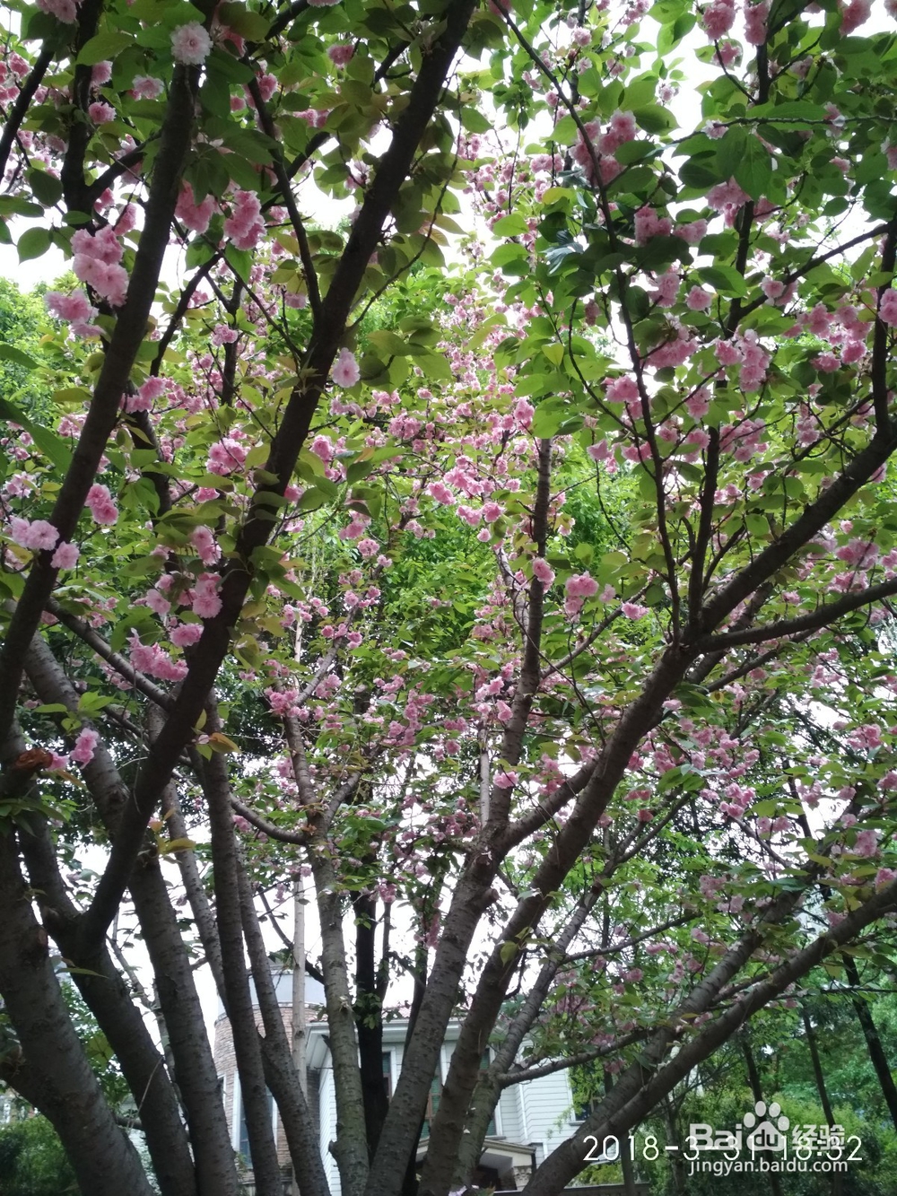 樱桃花与樱花不一样的呢