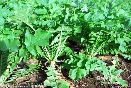 萝卜的营养价值分析