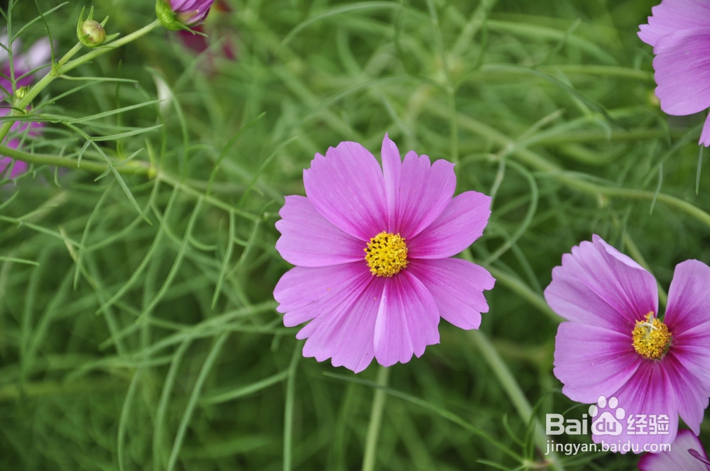 对于一个园艺小白来说，究竟该种什么花才好