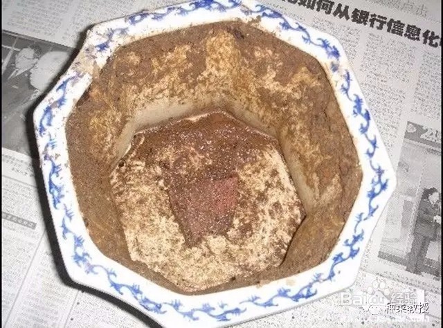 如何阳台盆栽种青菜?