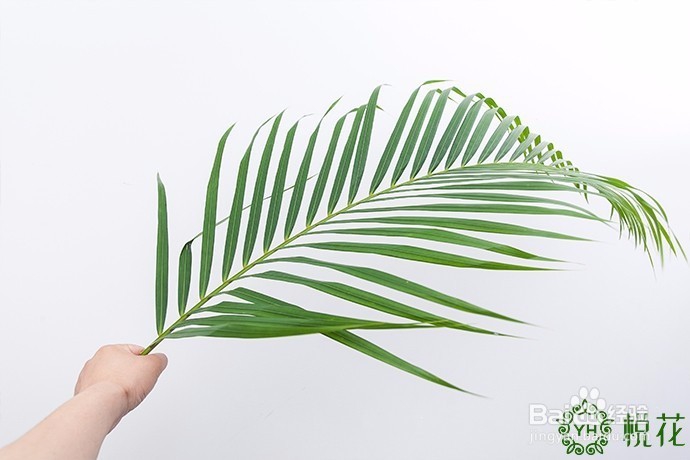 插花入门，散尾葵的5种创意修剪方式