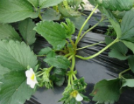 草莓的日常管理