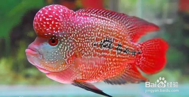 鱼儿刚买回家能直接放进鱼缸里吗？