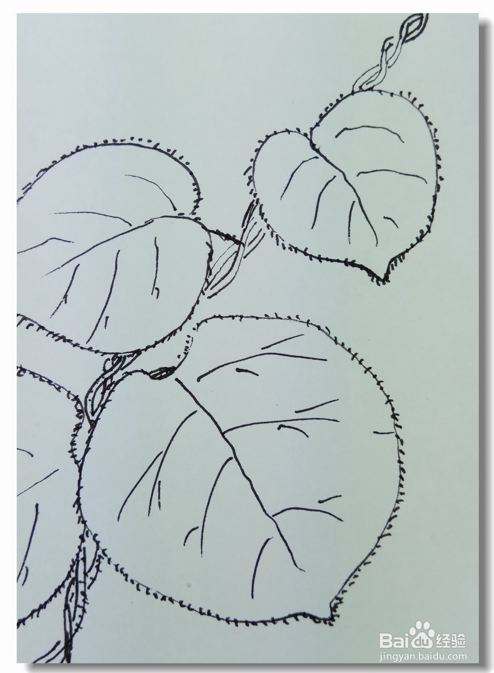 怎样画钢笔画“猕猴桃的叶子”?