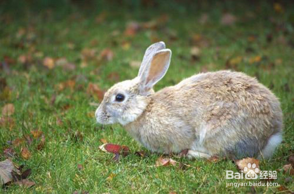 怎样找到野兔窝小野兔