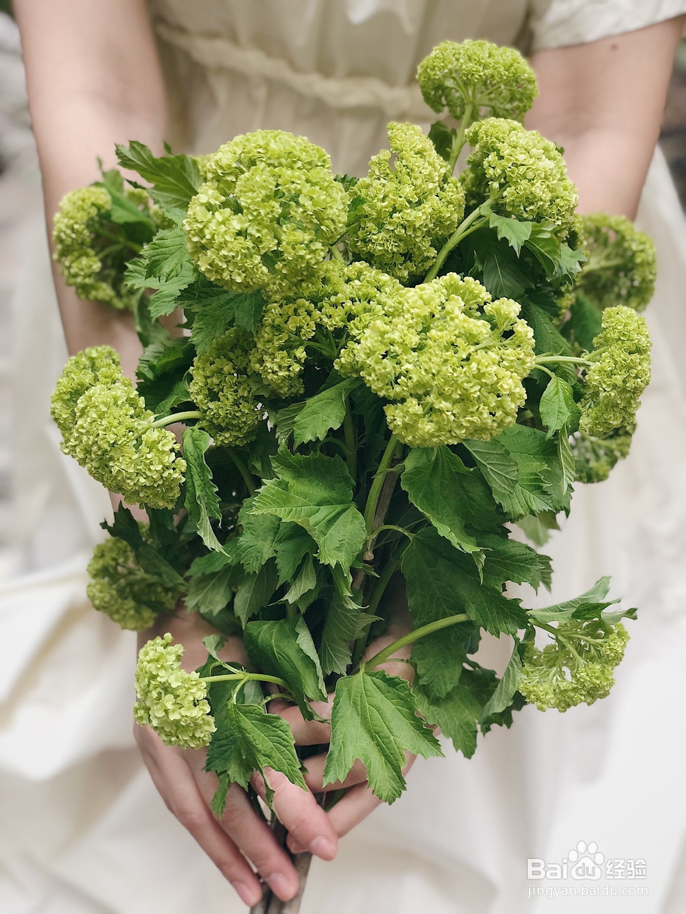 花栖花艺教大家艺术插花的基本技巧