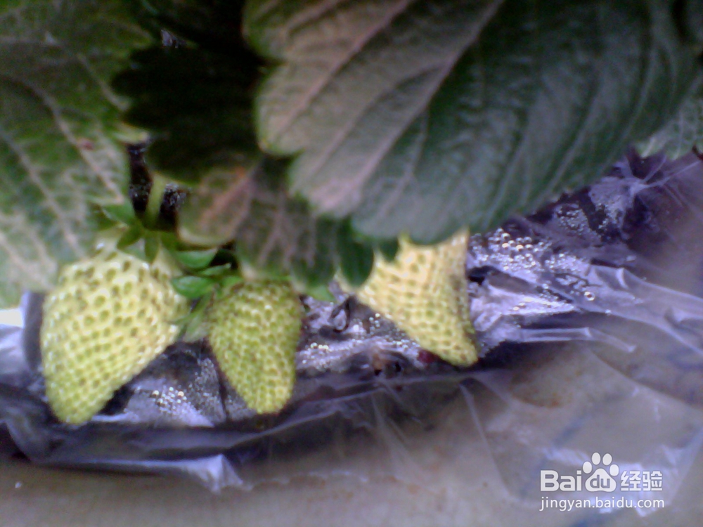 如何简单种植草莓