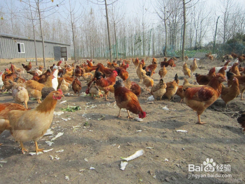 活性有机微矿对动物生长的作用