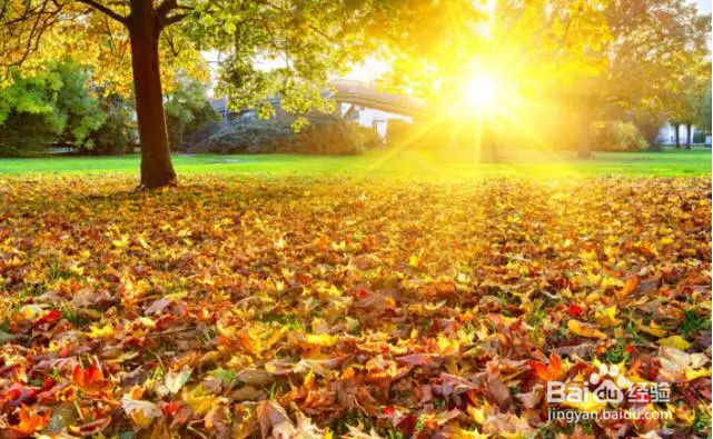 秋季如何拍出好照片？看完这篇文章你就全懂了！