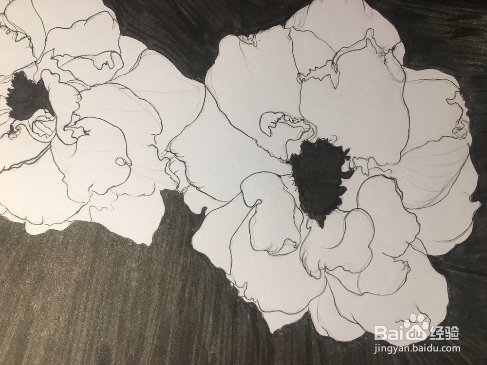 月季花的画法 月季简笔画 三朵月季的线描画教程