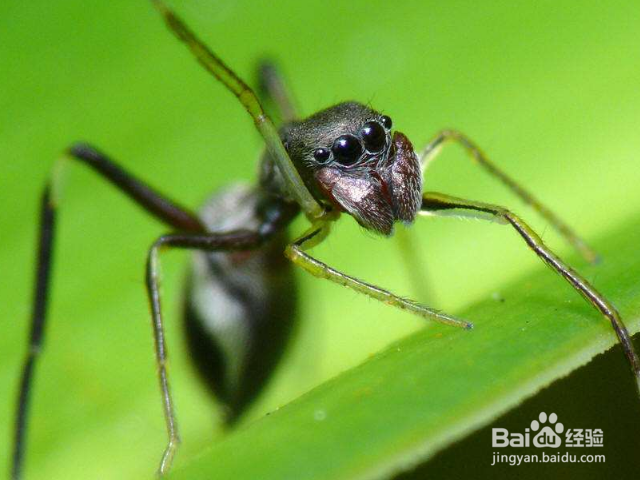 木蚁怎样识别？