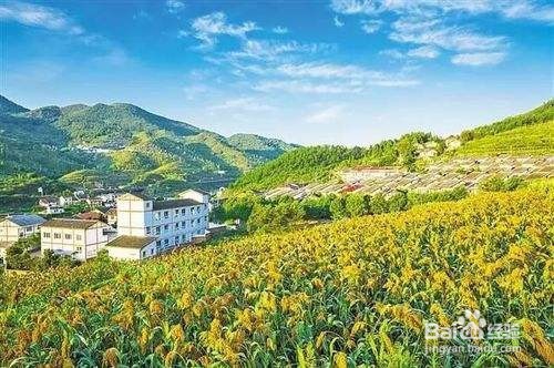 如何解决乡村振兴资金