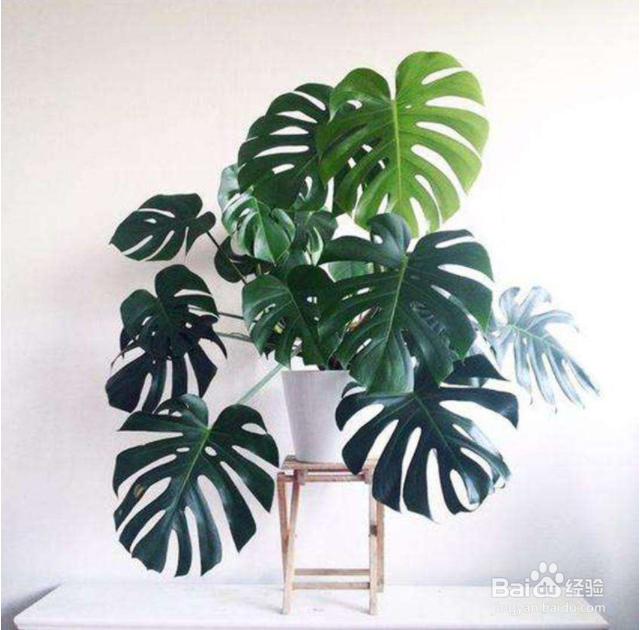 装修后可以选择那些植物放室内