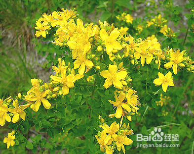 内科疾病的小偏方：[3]感冒特效理疗小偏方