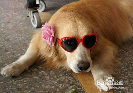 给金毛犬起个高端有格调的名字？