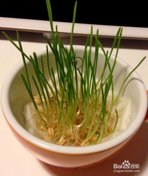 猫草怎么种猫草怎么种植怎么种猫草 百度经验