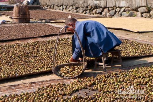 山茶油有什么作用和功效
