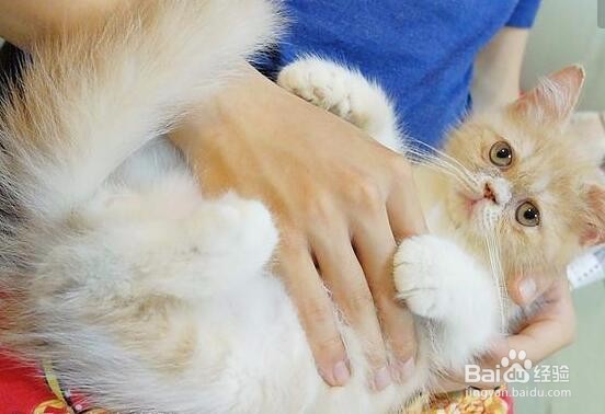 如何给猫咪吃软骨素