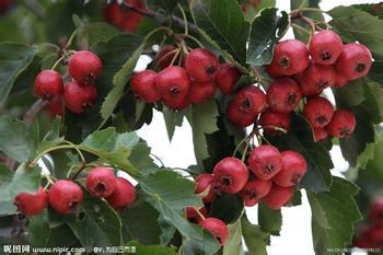 秋天女人最应该吃的水果