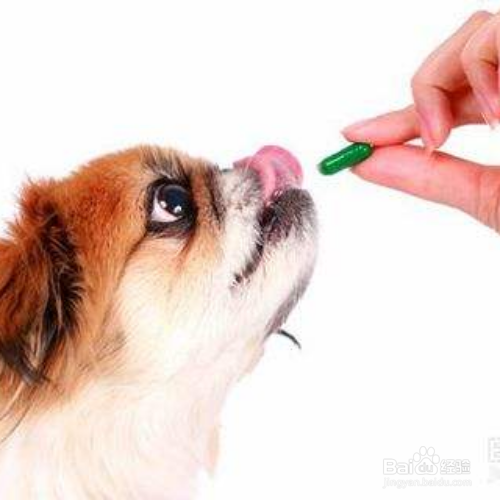给狗狗驱虫有哪些误区
