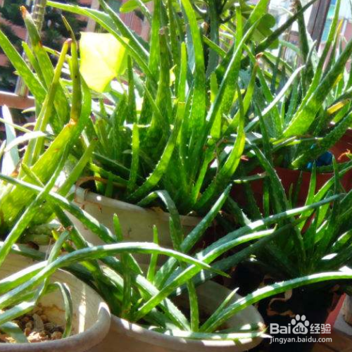 芦荟叶片看起很干该怎么解决？