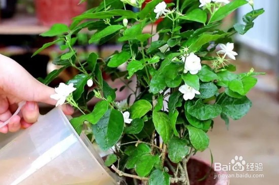 家庭盆栽茉莉养护方法